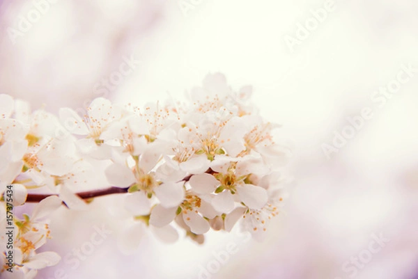 Obraz Cherry blossom in retro style