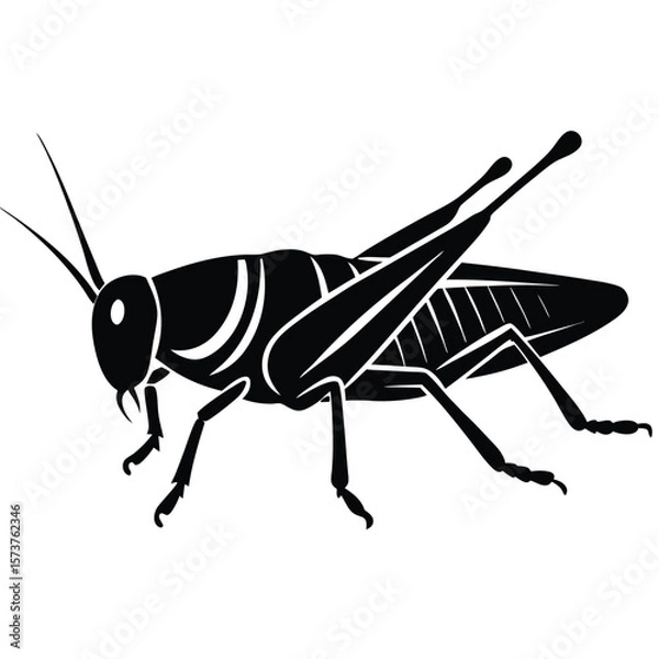 Obraz Grashoper vector silhouette Single collection 