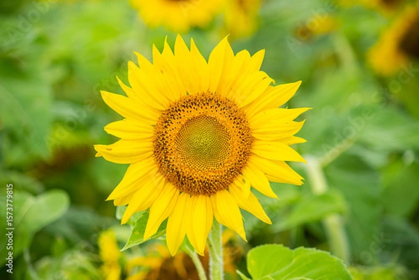 Obraz sunflower in the garden