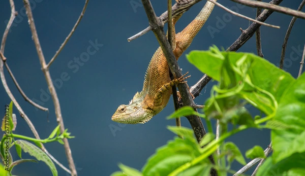 Obraz portrait of a lizard