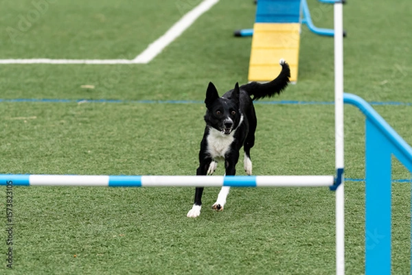 Fototapeta Dog demonstrates agility skills on training course at local park during sunny afternoon