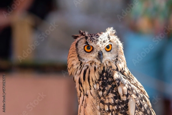 Fototapeta Stunning owl poses for the camera at a wildlife event during daylight