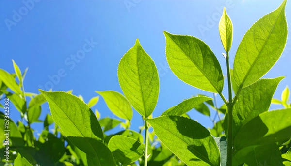 Fototapeta 葉と空