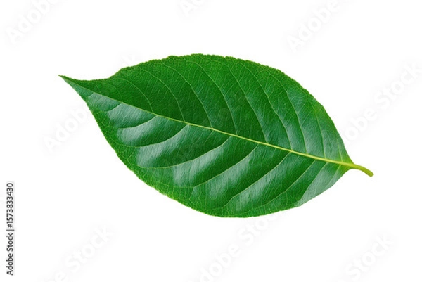 Fototapeta Vibrant Leaf Detail: A singular, verdant leaf, freshly rendered, showcases detailed veins and a striking, vivid green hue, exemplifying the natural elegance of botanical forms.