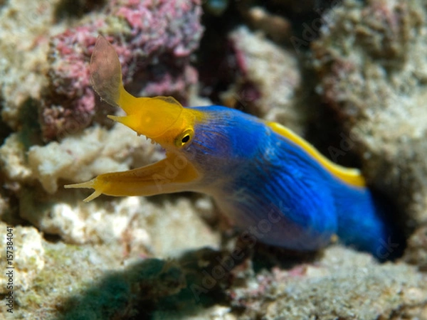Fototapeta Blue Ribbon Eel