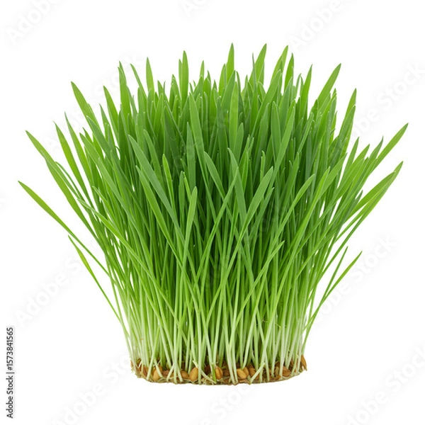 Fototapeta Vibrant Green Wheatgrass Sprouts on Transparent Background