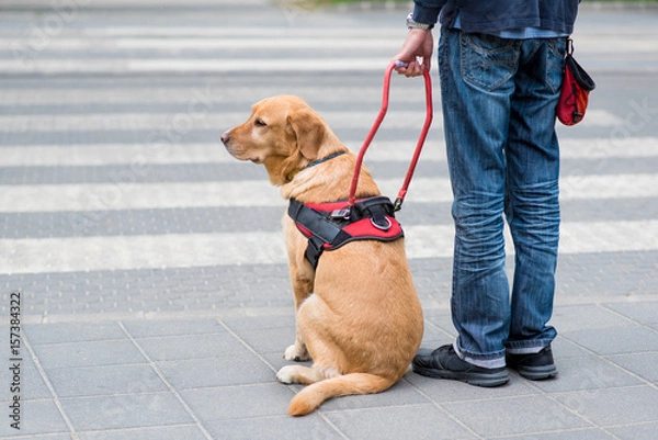 Obraz Guide dog is helping a blind man