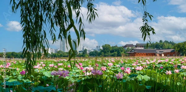 Obraz 붉은 연꽃이 활짝 핀 전주 덕진공원
