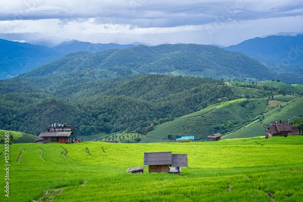 Fototapeta Group of travellers in a natural green terraced rice fields at Pa Bong Piang rice fields, Mae Chaem, Doi Inthanon, Chiang Mai, Thailand.