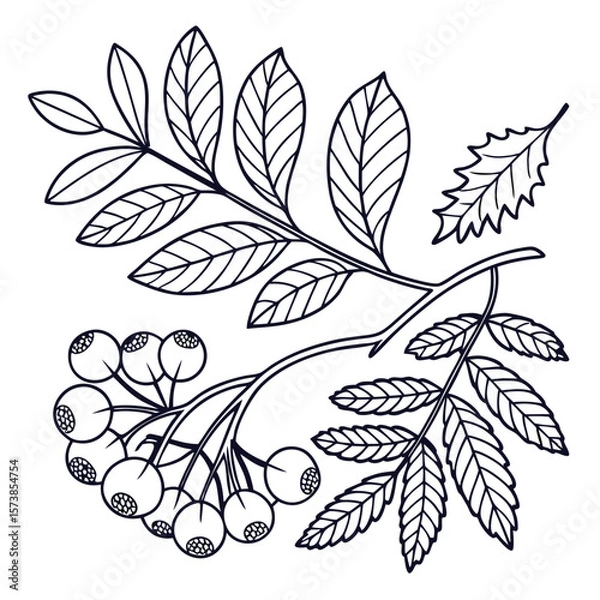 Fototapeta Line art branch with leaves and berries
