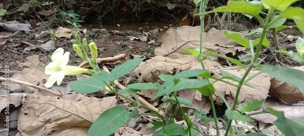Obraz white flowers with dry leaves in the forest 