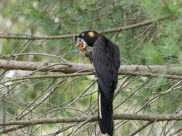 Fototapeta Yellow-tailed Black Cockatoo (Zanda funerea) perched on a branch eating a fruit picked from the tree.