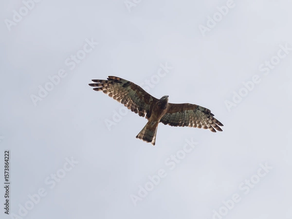 Fototapeta Square-tailed Kite (Lophoictinia isura) souring high in the sky with grey overcast sky background