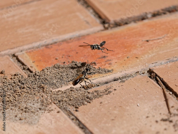 Fototapeta One Black Digger Wasp (Sphex cognatus) observing another flying over the top of its nest