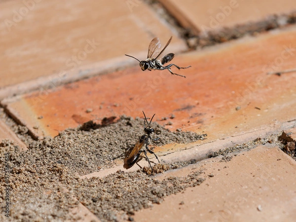 Fototapeta One Black Digger Wasp (Sphex cognatus) observing another flying over the top of its nest