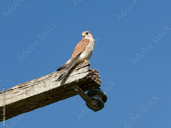 Fototapeta Nankeen Kestrel (Falco cenchroides) perched high on a timber post with blue-sky background.