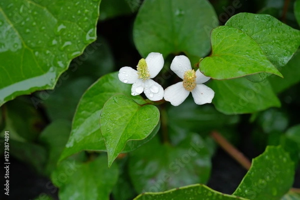 Fototapeta 雨の下で咲く花