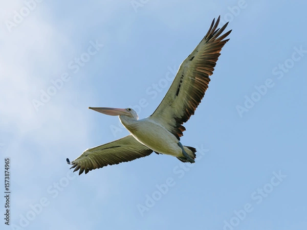 Fototapeta Australian Pelican (Pelecanus conspicillatus) in flight with blue sky and clouds in background.