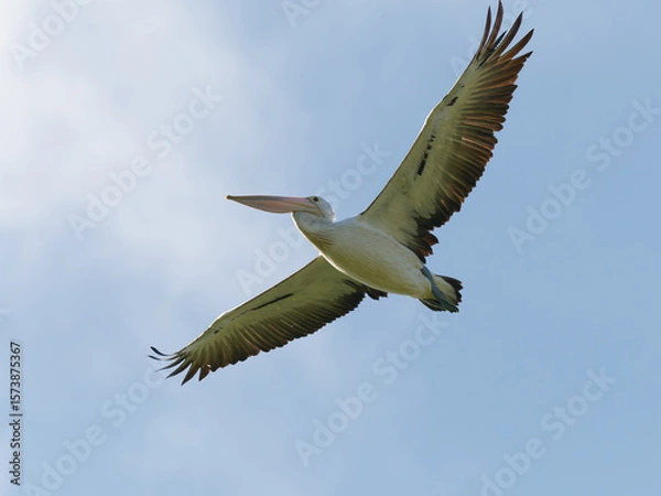 Fototapeta Australian Pelican (Pelecanus conspicillatus) in flight with blue sky and clouds in background.
