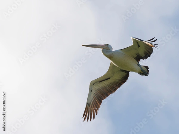 Fototapeta Australian Pelican (Pelecanus conspicillatus) in flight with blue sky and clouds in background.