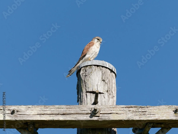 Fototapeta Nankeen Kestrel (Falco cenchroides) perched high on a timber post with blue-sky background.