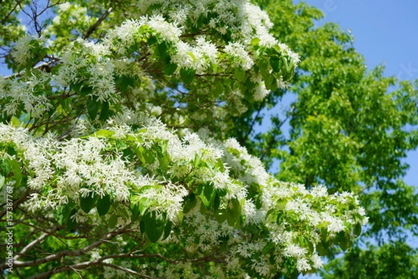 Fototapeta ヒトツバタゴ（別名ナンジャモンジャの木）の花が咲く