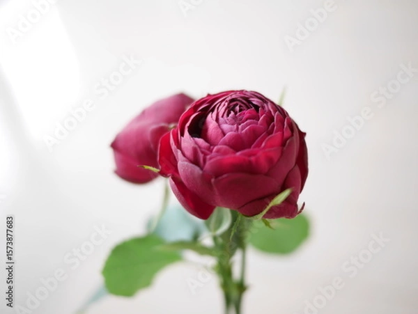 Obraz 光に向かうバラの花