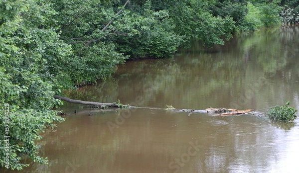 Fototapeta A tree that was knocked down by a hurricane is lying in the river