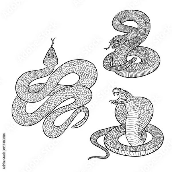 Obraz Vector isolated illustrations set aggressive venomous snakes ready to pounce. Figure dangerous reptiles cobra and rattlesnake with tongue and poisonous fangs. Tattoo serpent or drawing engraving.