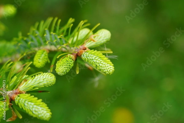 Fototapeta モミの木の若葉ー５月