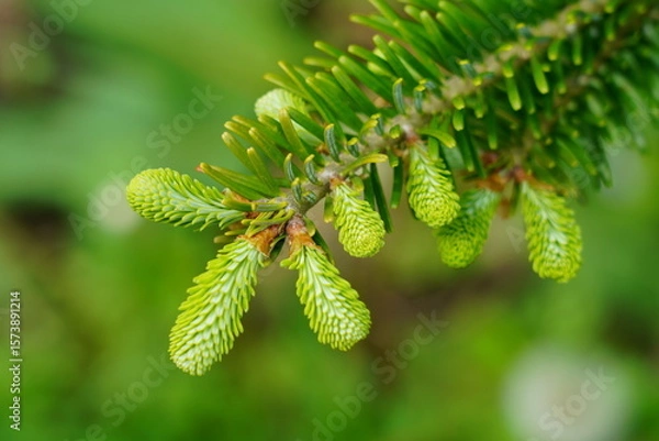 Obraz モミの木の若葉ー５月