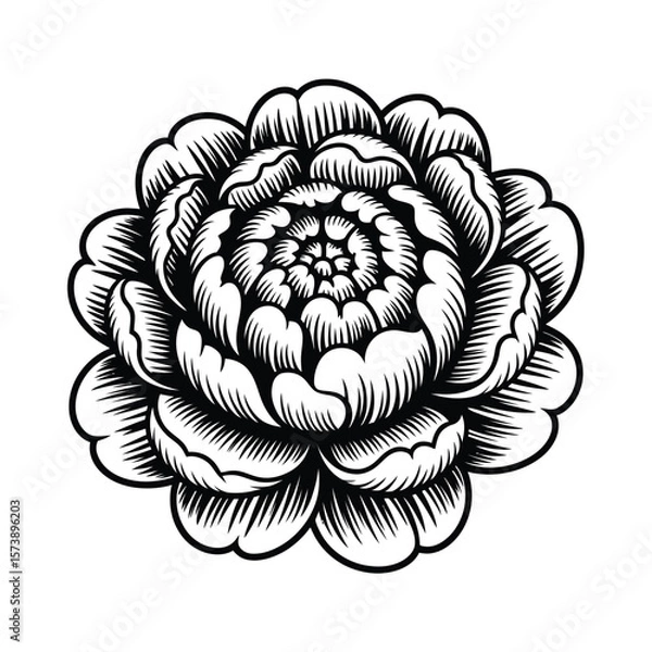 Fototapeta Elegant Black and White Flower Illustration with Intricate Petal Details