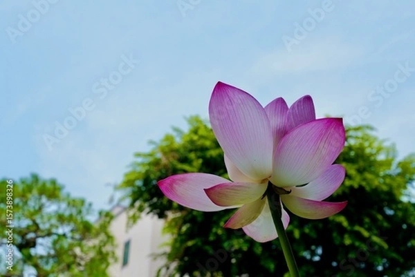 Obraz 日本庭園の蓮の花