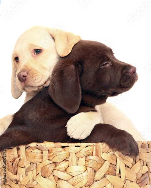 Obraz Puppies in a basket.