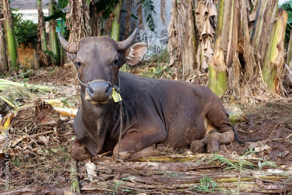 Obraz Bima cow in the yard