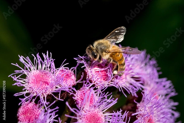 Fototapeta Close-up of bee pollinating on pink flower