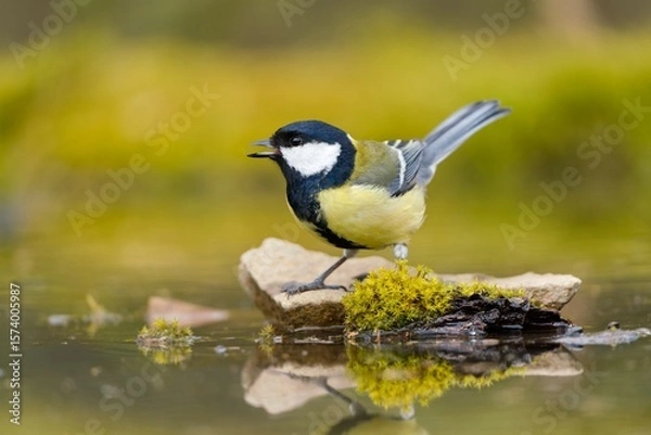 Fototapeta A cute great tit sits on stone and drinks water from a forest pond. Parus major. A titmouse in the nature habitat.