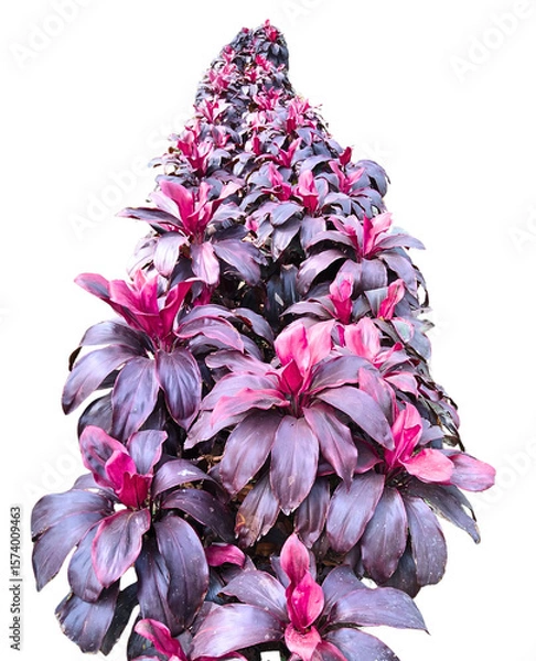 Fototapeta Cordyline Fruticosa Decorative Plant Row – Isolated Transparent PNG of Cordyline Terminalis with Pink-Green Leaves for Design Use