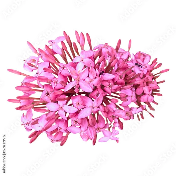 Fototapeta Pink Ixora Flower Cluster Closeup – Transparent PNG of Ixora Bloom for Decorative and Floral Design Use