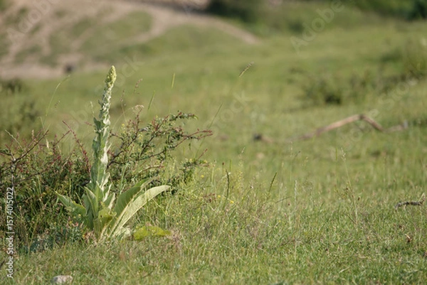 Fototapeta Verbascum speciosum: A tall, green plant stands amidst a meadow's grassy expanse, softly blurred background adds depth.