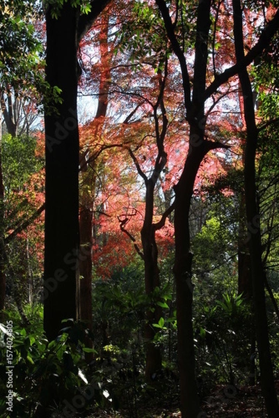 Obraz 紅葉したもみじ