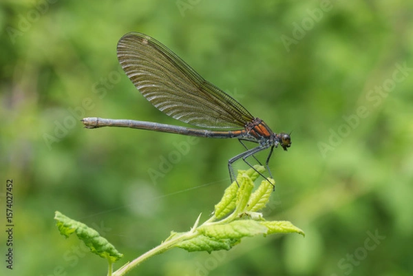 Fototapeta Female Calopteryx virgo damselfly perched delicately on a lush green leaf. Its iridescent wings catch the light, creating a mesmerizing display of nature.