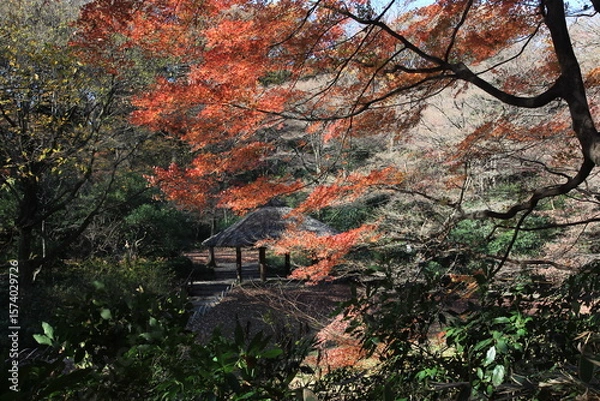 Obraz 紅葉に包まれた東屋