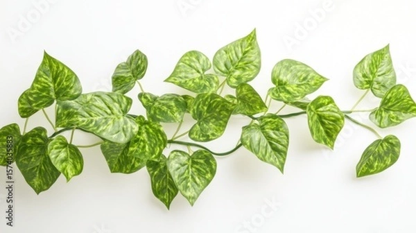 Fototapeta Elegant Pothos Vine Displaying Vibrant Green Leaves on a Clean White Surface