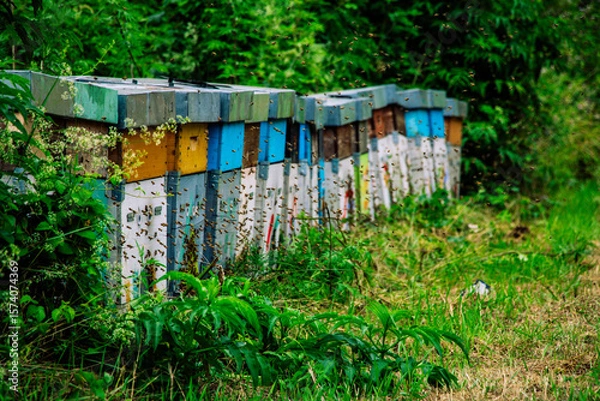 Obraz Uno sciame per la vita_2