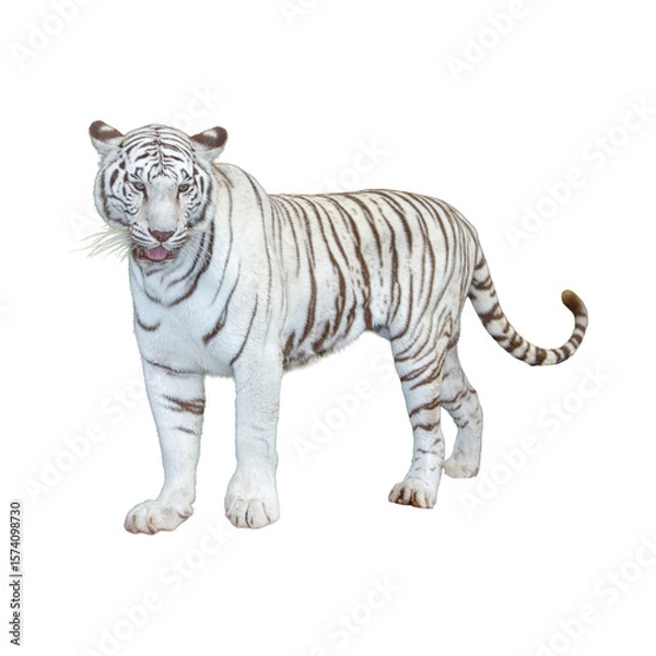 Obraz White tiger isolated on white background. with clipping path