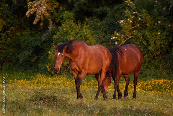 Fototapeta Two bay-coloured horses in a field beautifully lit by warm evening sunlight.