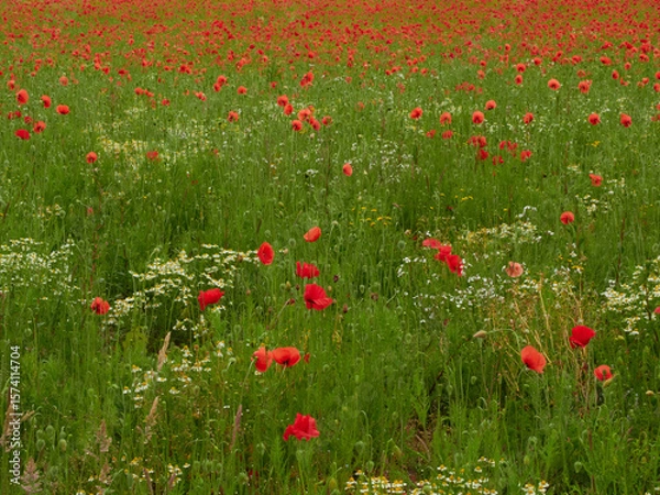 Fototapeta Wild poppies and Scented Mayweed (Matricaria chamomilla) flowers in a meadow.