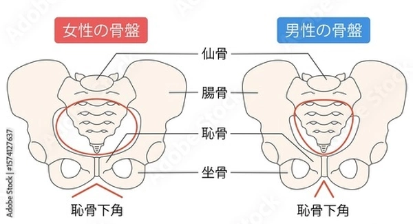 Obraz 男性と女性の骨盤