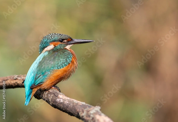 Obraz Common kingfisher, Alcedo atthis. A young bird sits on a branch above the river